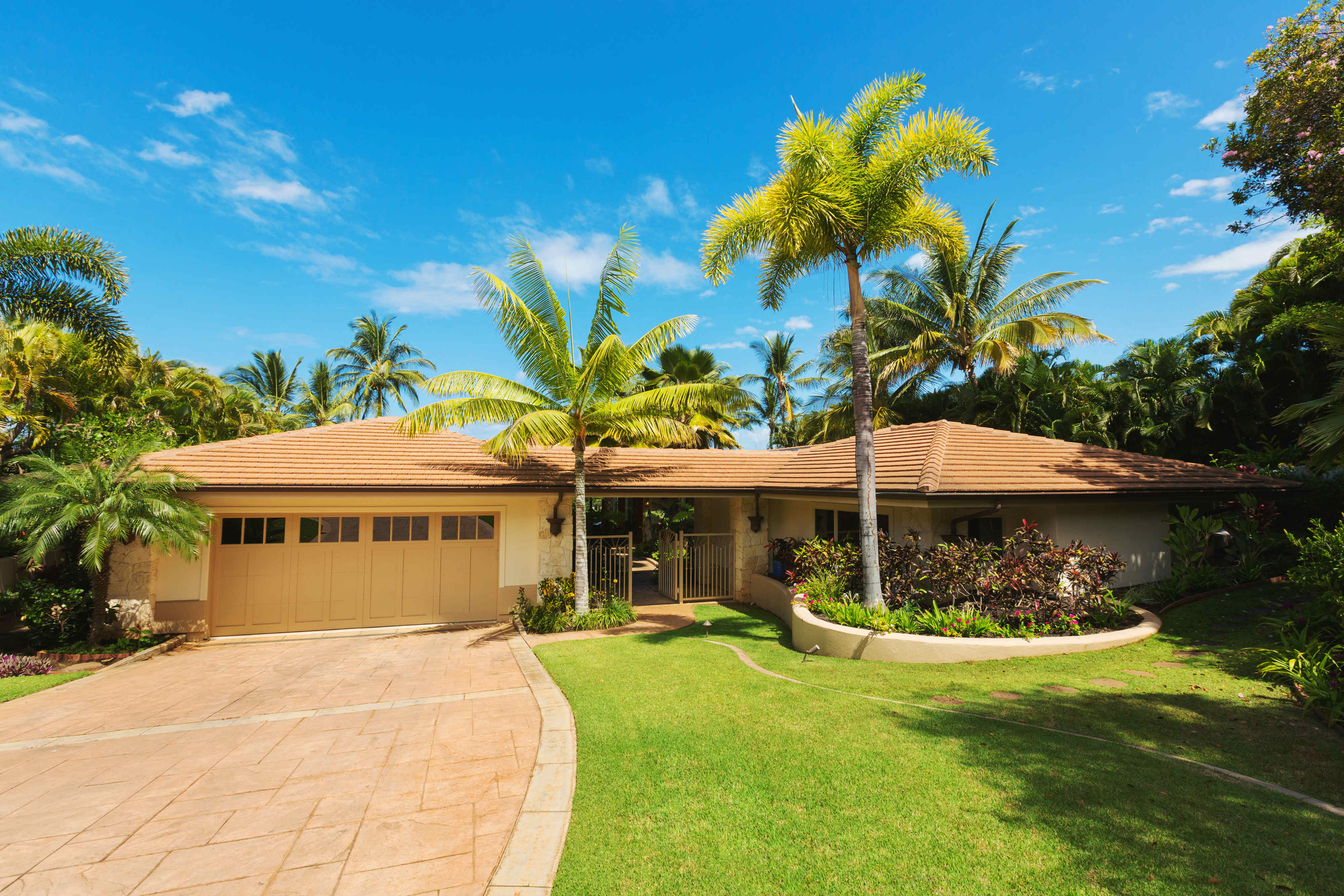 Shrubs lawn and palm trees with formal lawn