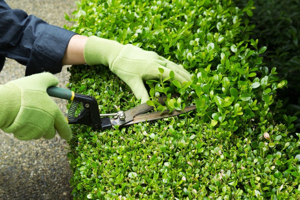 Hedge Trimming