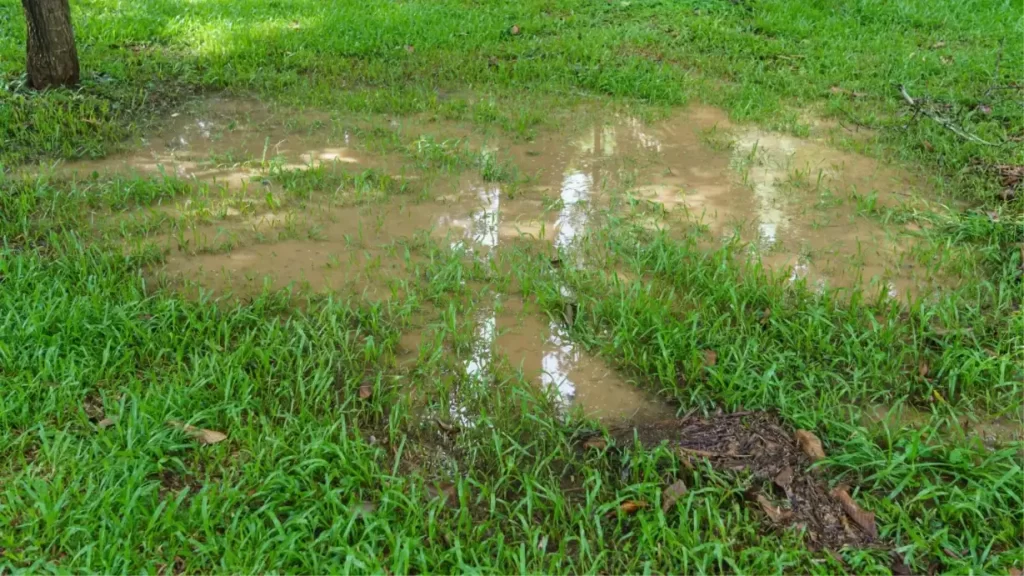 Standing water in lawn soggy lawn need a catch basin and a french drain installation